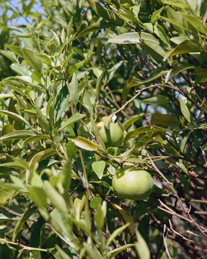 BERGAMOT/PATCHOULI BODY LOTION