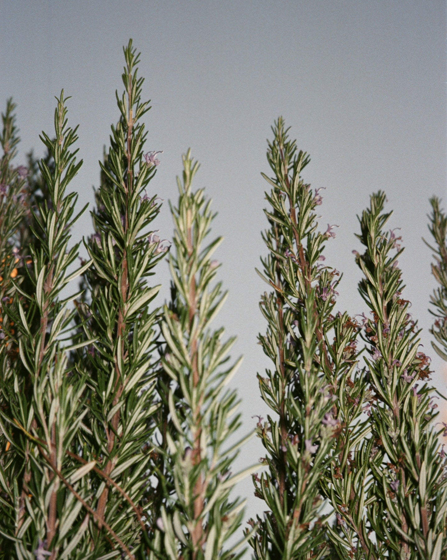 SAGE/ROSEMARY/LAVANDER HAND & BODY WASH