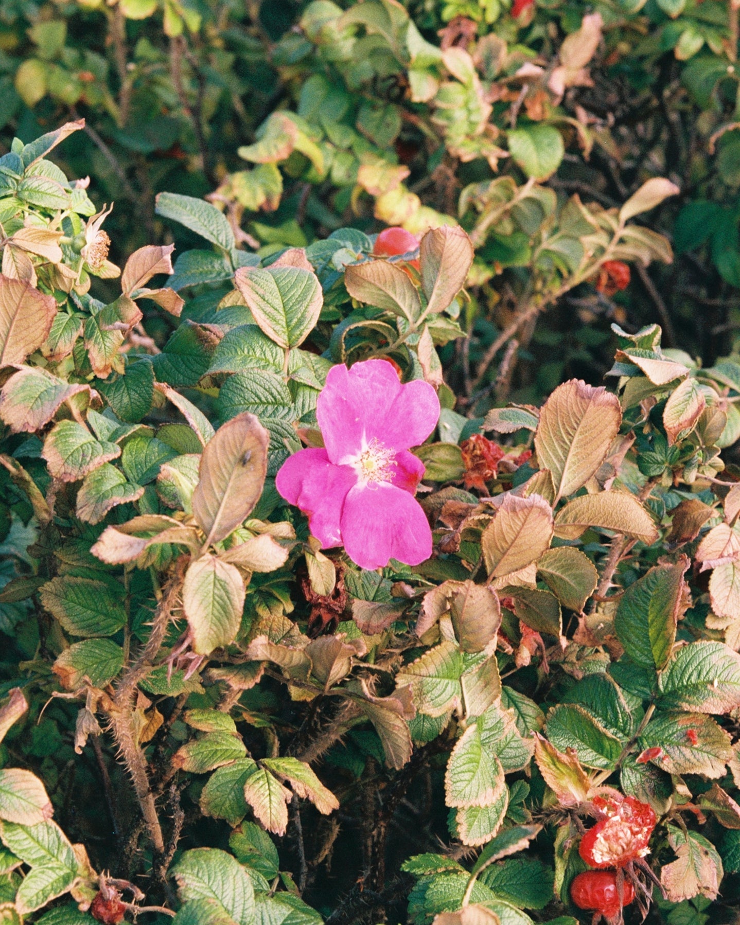 WILD ROSE HAND CREAM