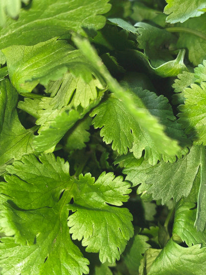 CORIANDER/VETIVERT DEO SPRAY