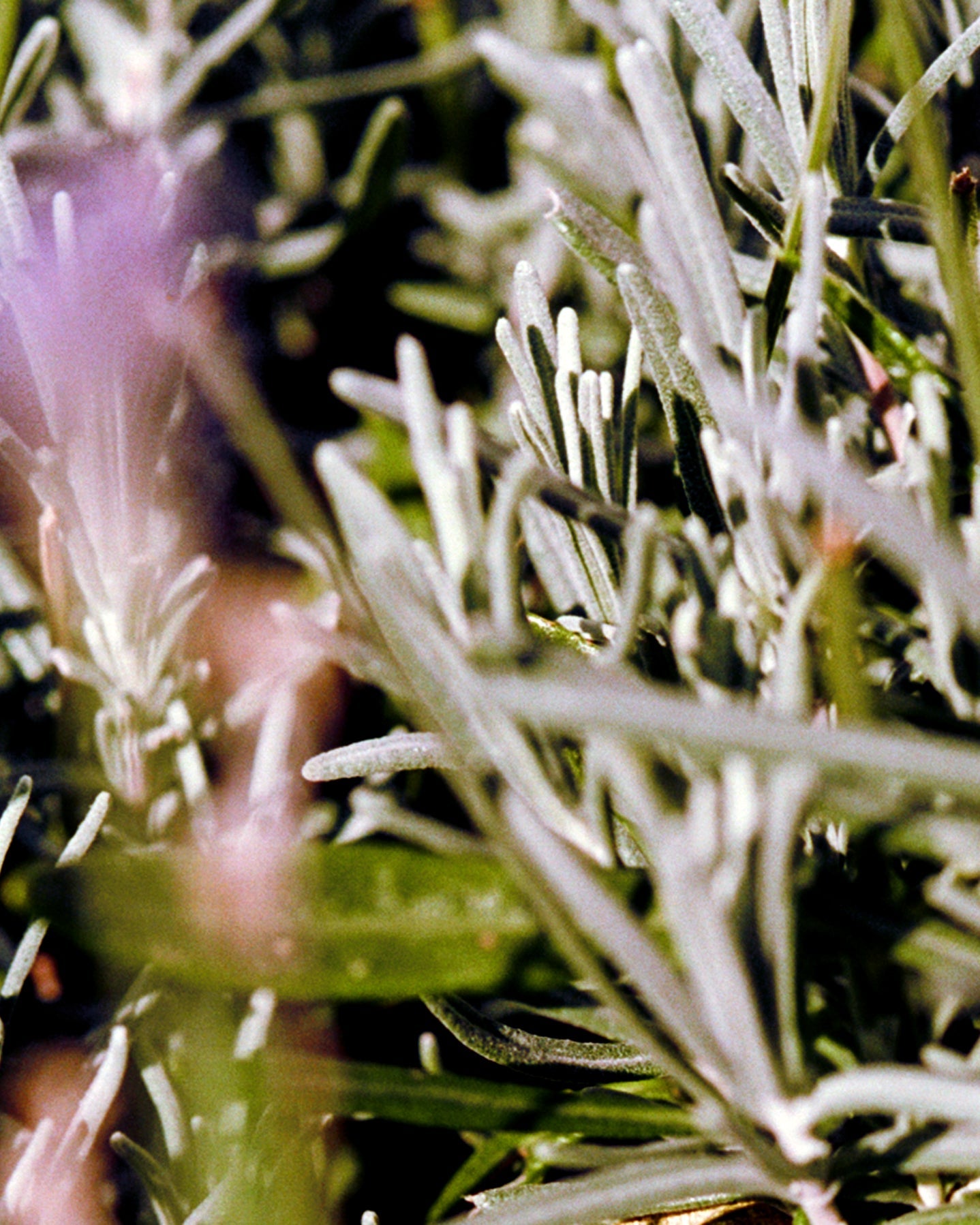 SAGE/ROSEMARY/LAVANDER HAND & BODY WASH