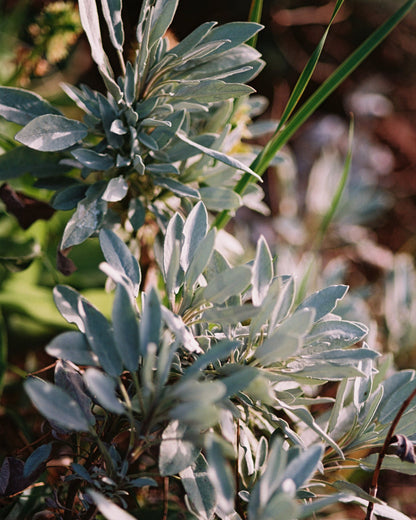 SAGE/ROSEMARY/LAVANDER HAND & BODY WASH